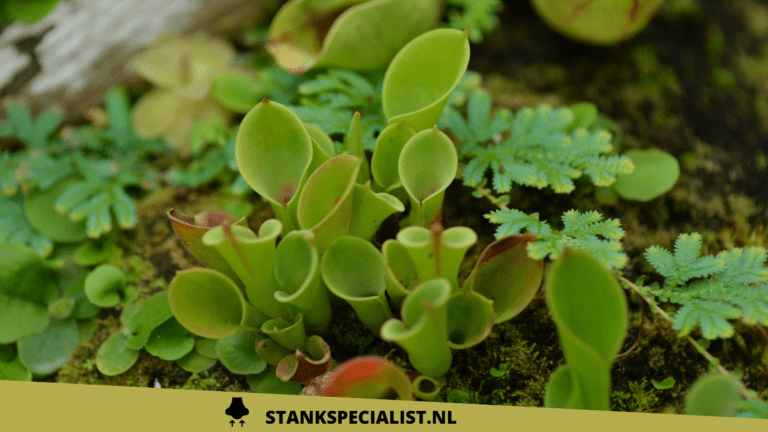 Insecten die stinken