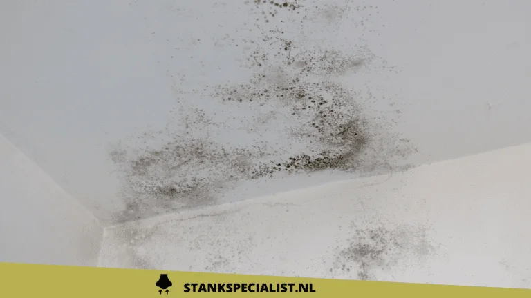 Vieze geur in huis na regen: 2 oorzaken en oplossingen - Stankspecialist