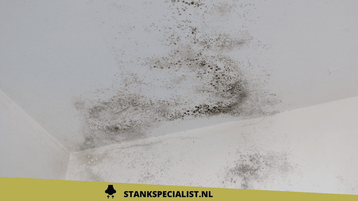 Vieze geur in huis na regen 2 oorzaken en oplossingen Stankspecialist