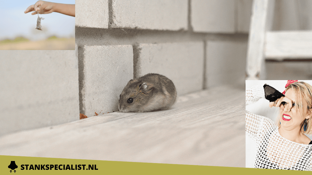 Stank van dode muizen herkennen & verwijderen Stankspecialist