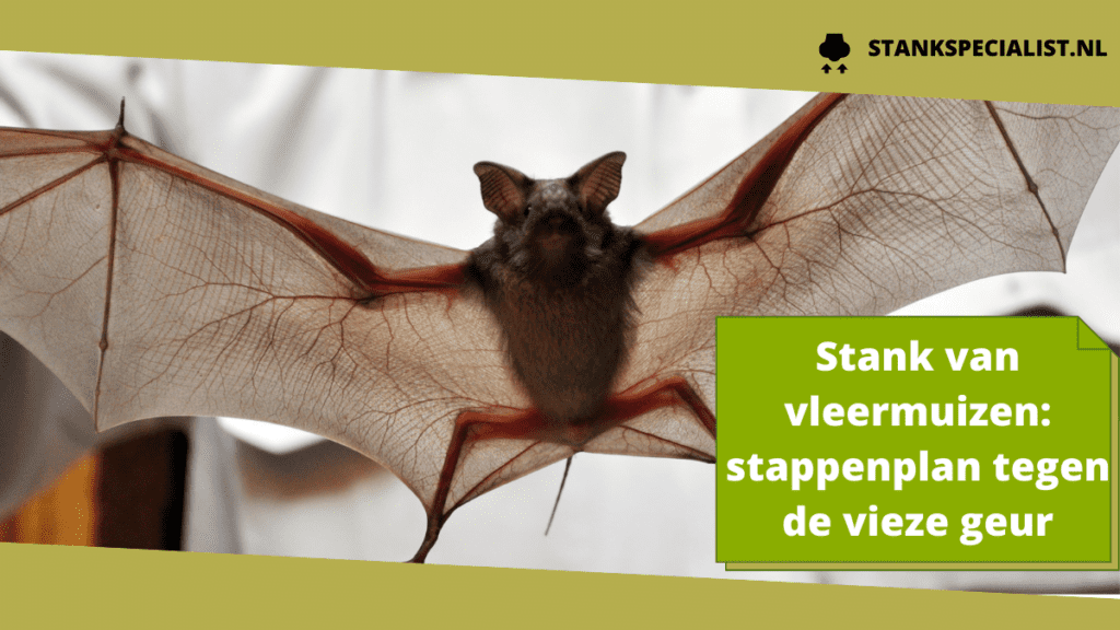 Stank van vleermuizen_ stappenplan tegen de vieze geur