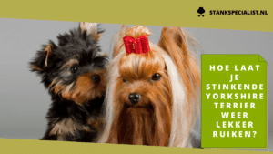 Hoe laat je stinkende yorkshire terrier weer lekker ruiken