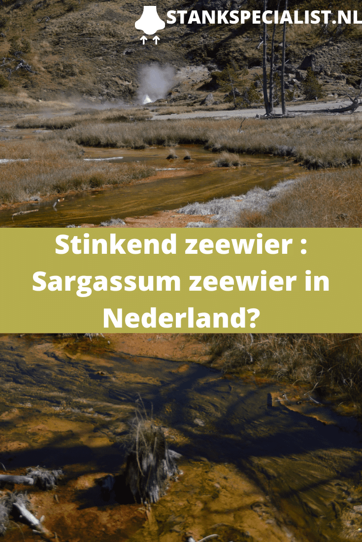 Pinterest Stinkend zeewier Sargassum zeewier in Nederland