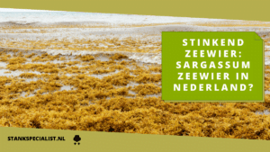 Stinkend zeewier Sargassum zeewier in Nederland